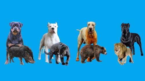 四种猛犬发展史,大型猎物的克星 