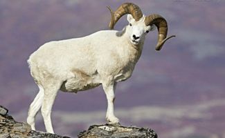 1991年属羊的人2018年运势运程 