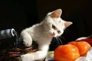 猫咪最能吃与不能吃的水果大全 