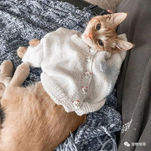 总是期待抱孙却又无奈 奶奶选择为猫咪编毛衣