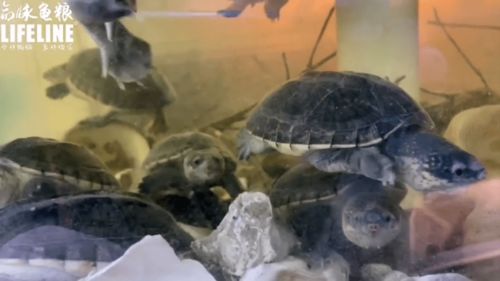 室内龟屋系列 萨尔文巨蛋龟这样喂食有助于它们快速成长