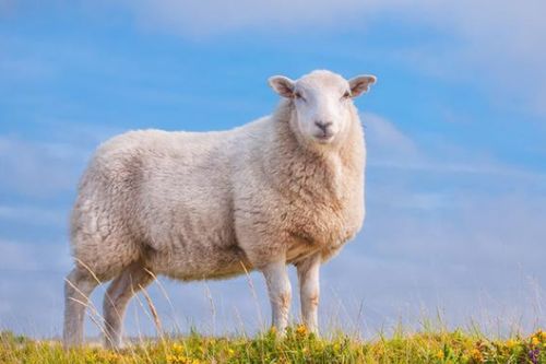 不同月份的属羊人运势不一样,金羊银羊的差距可不小,太准了