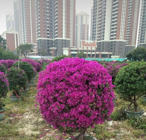 三角梅修剪用3招,立马变身 棒棒糖 造型好看,爆花成花球