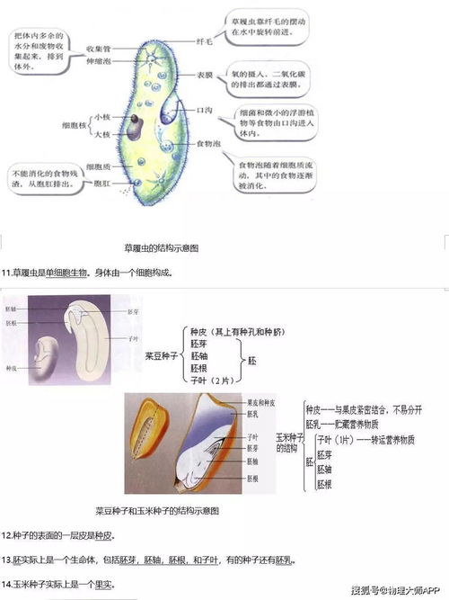 初中生物(初中生物课程标准是什么？)