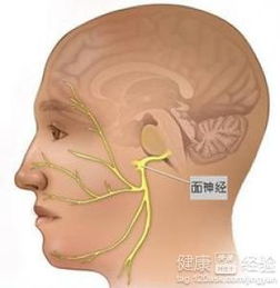 面肌痉挛吃药能治愈吗