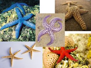 1.9海螺和海星 课件1 