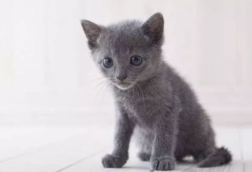 花2300给父母买了只小蓝猫,1年后回家,看到猫咪的样子笑喷 