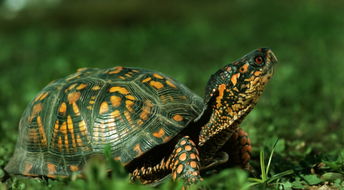 巴西龟饲养的简单方法