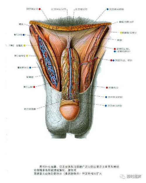 详细的生殖系统解剖图示注解