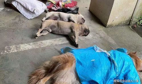 贵州一小区8条宠物狗被毒死,主人怀抱尸体崩溃大哭,网友评论亮了