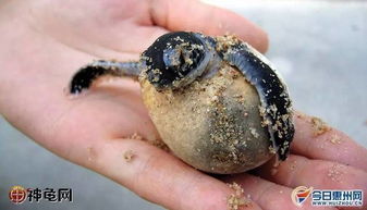 国内首例全人工繁殖海龟宝宝在广东惠东海龟保护区诞生