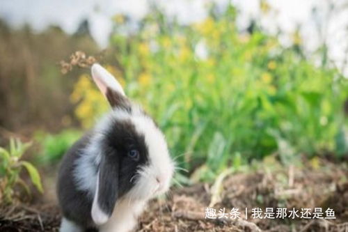 生肖兔的后半生 尤其是63年苦命兔的晚年,佛说一切都是天意