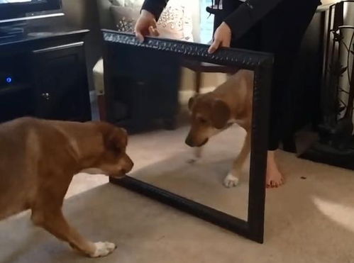 铲屎官拿镜子让狗狗照,没想到狗狗却慌得想对镜子里的自己大打出手