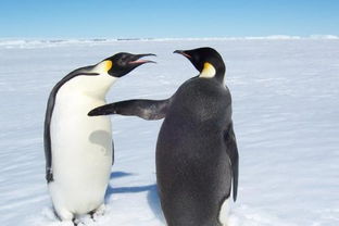 大部分企鹅生活在南极还是北极 为什么 