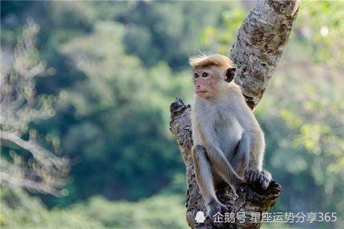 68年属猴的2021年多少岁 68年出生的属猴人2021年运势详解