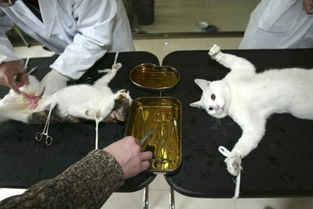 上海宠物协会医生为流浪猫做绝育手术 