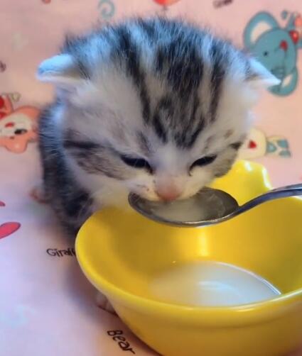 主人拿勺子给猫咪喂奶,奶猫小口细细品,一看呆萌可爱