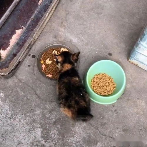 独自流浪的小奶猫,饿到吃垃圾,被收养后拼命护食,猫粮吃到撑