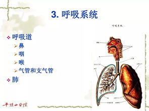 人体结构图解