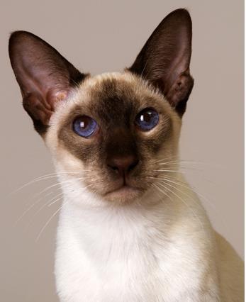 泰国猫又名暹罗猫起源于泰国,但对其野生前体从何而来还不得而知