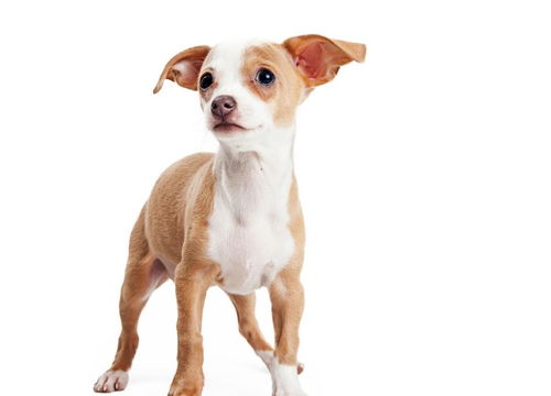 狗狗不立耳不一定因为缺钙,也可能是长牙,主人不要给狗狗乱补钙