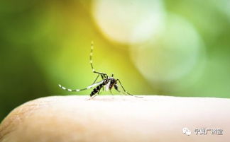 哪些人容易被蚊子咬 夏季如何防蚊驱蚊