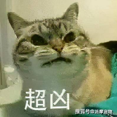 烫猫事件后,先学会猫猫烫伤应当如何紧急处理