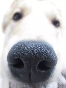 狗狗鼻头颜色相关的真正原因有哪些呢 