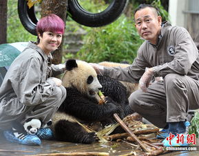 17位明星四川碧峰峡认养大熊猫 