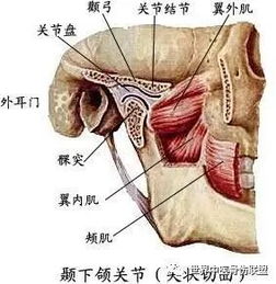 胎儿颅骨呈椭圆形光环是什么意思(胎儿颅骨呈椭圆形正常吗)