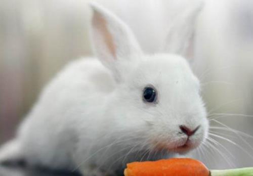 兔子耳朵脏怎么办,兔子耳朵脏可以用湿巾擦吗