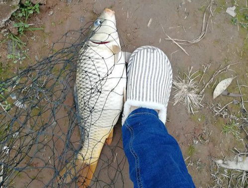 大冬天的穿着拖鞋出去钓鱼,不知道这位钓友的脚后跟凉不凉