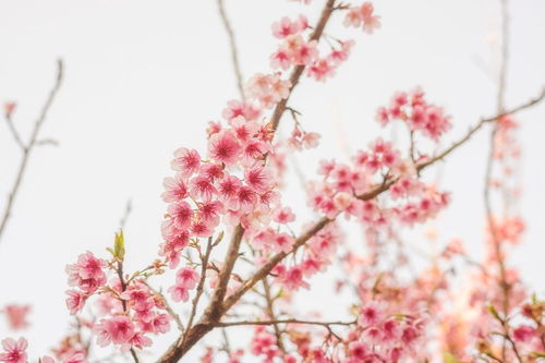 谁知道怎么破解桃花运 