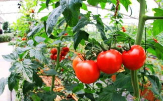 西红柿的花是什么颜色长什么形状样子,西红柿定植多久开花正常