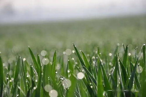 写在清明节 人生难得是 清明