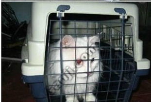 保定宠物托运至全国可以货到付款 宠物航空托运火车