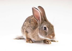 高清动物特写兔子动物世界宠物摄影图片素材 模板下载 1.21MB 其他大全 标志丨符号 