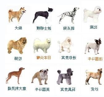 犬类品种大全图片名字 搜狗图片搜索