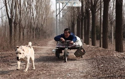 宠物寄养所哪家服务好 酷贝贝家庭训犬中心 宠物寄养所 