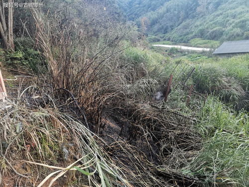 南靖 山坡草丛起火 警民合力扑灭