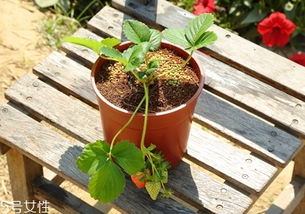 草莓盆栽的养殖方法和注意事项,盆栽草莓怎么养才长得好？