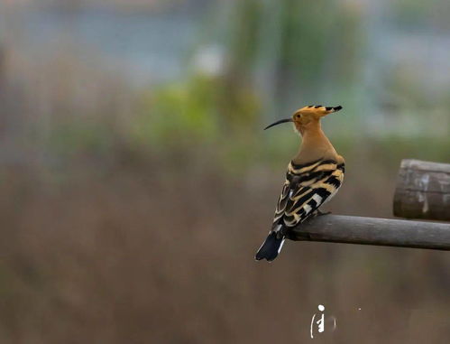 生物多样性保护丨宁德霞浦松山发现国家二级保护野生动物戴胜鸟 