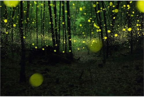 萤火虫的光有什么特点，它为什么要发光(萤火虫的光有什么特点它为什么要发光提灯笼的小飞虫)