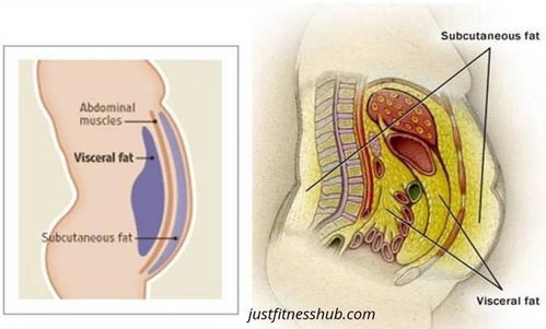 健康减脂 大腹便便的你,该如何面对内脏脂肪过高的现象