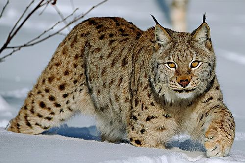 地球上最凶狠的6种野猫,狞猫能够一跃4米,猞猁竟敢单挑狼群