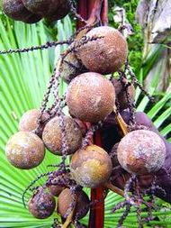 棕榈树的种类,棕榈树分类？