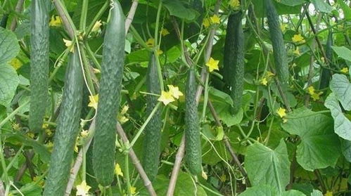黄瓜用什么叶面肥好 冬季大棚黄瓜应该怎么栽培