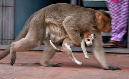 印度猴子打狗后又对人类下手,将婴儿扔水箱溺毙,它们咋这么暴力