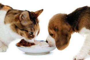 福州千宠百爱宠物医院 为什么猫狗等宠物绝育前一定要禁食