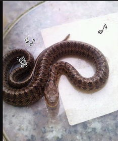 谁能告诉我 这是什么蛇 具体的名字 